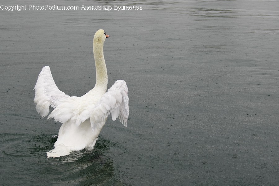 Animal, Bird, Swan, Waterfowl, Beak
