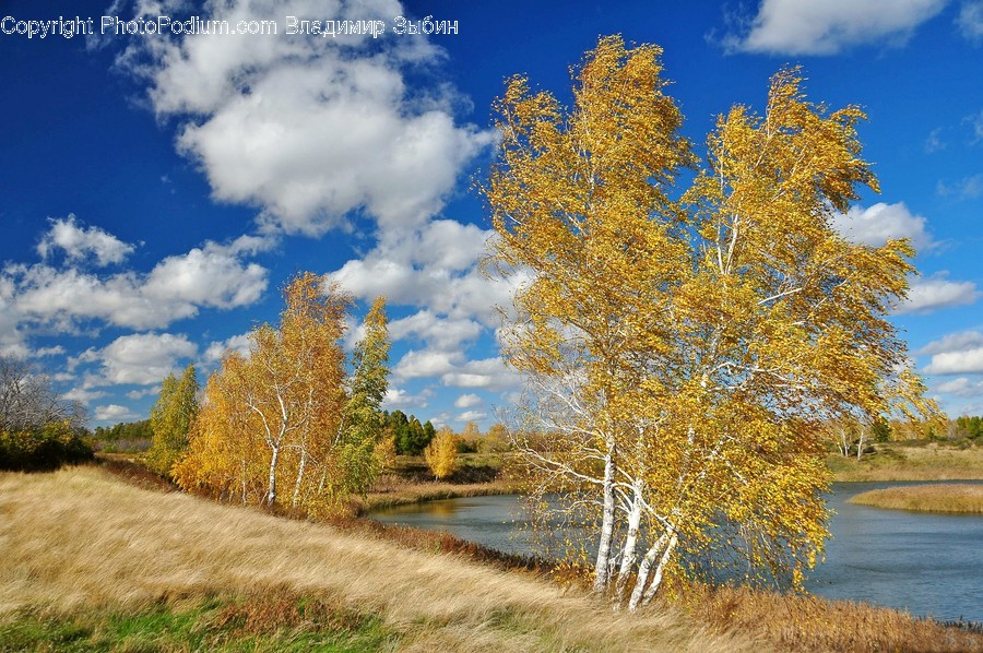Birch, Flora, Plant, Tree, Grass