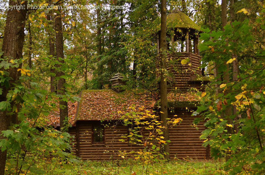 Flora, Plant, Vine, Building, Cottage