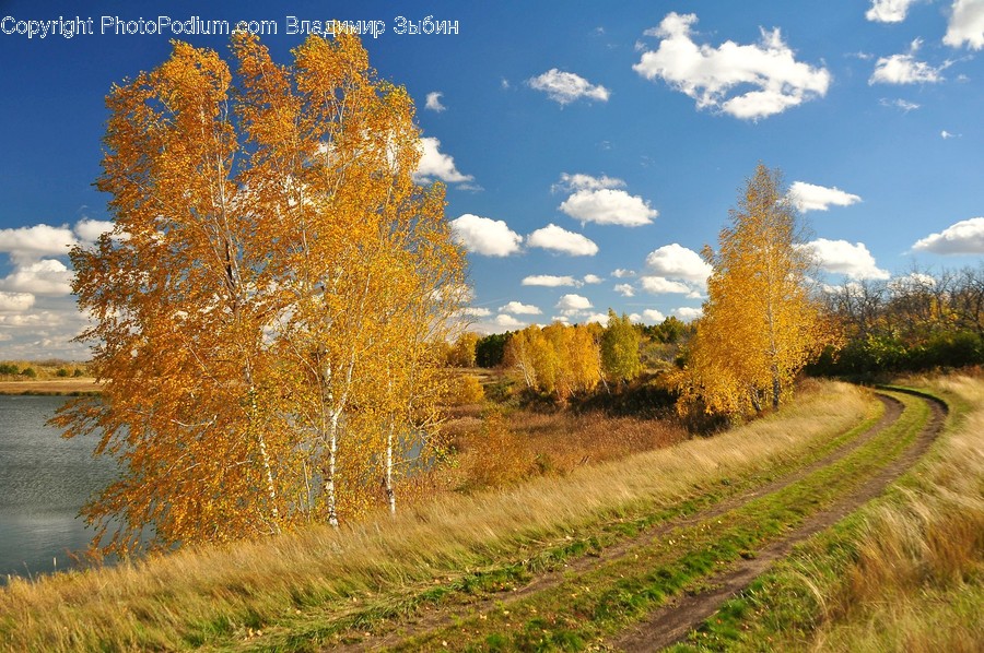 Dirt Road, Gravel, Road, Conifer, Flora