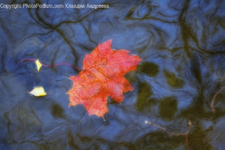 Animal, Carp, Fish, Koi, Outdoors
