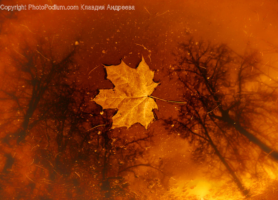 Flora, Leaf, Maple Leaf, Plant, Dawn