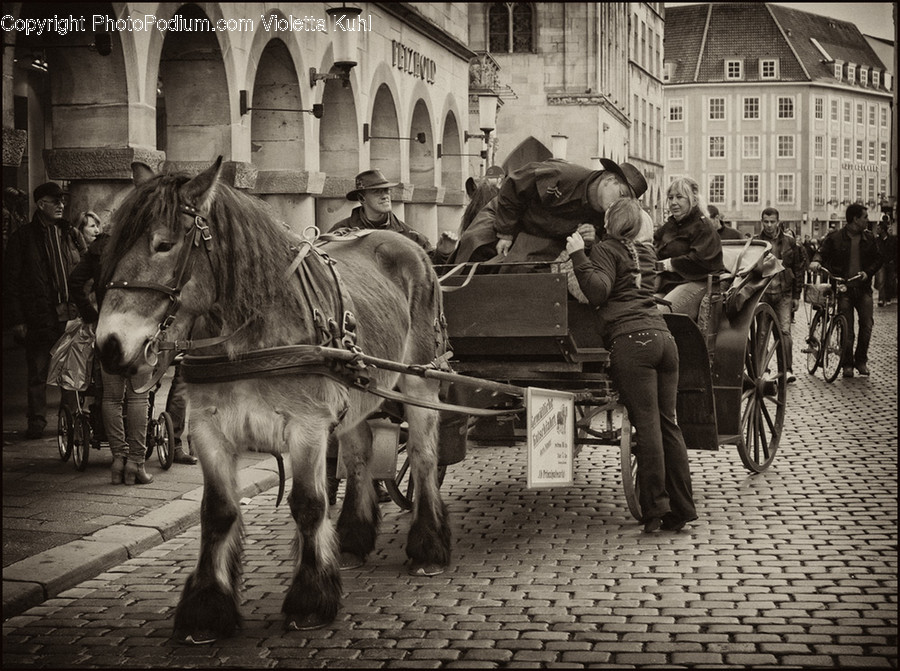 Human, People, Person, Animal, Horse