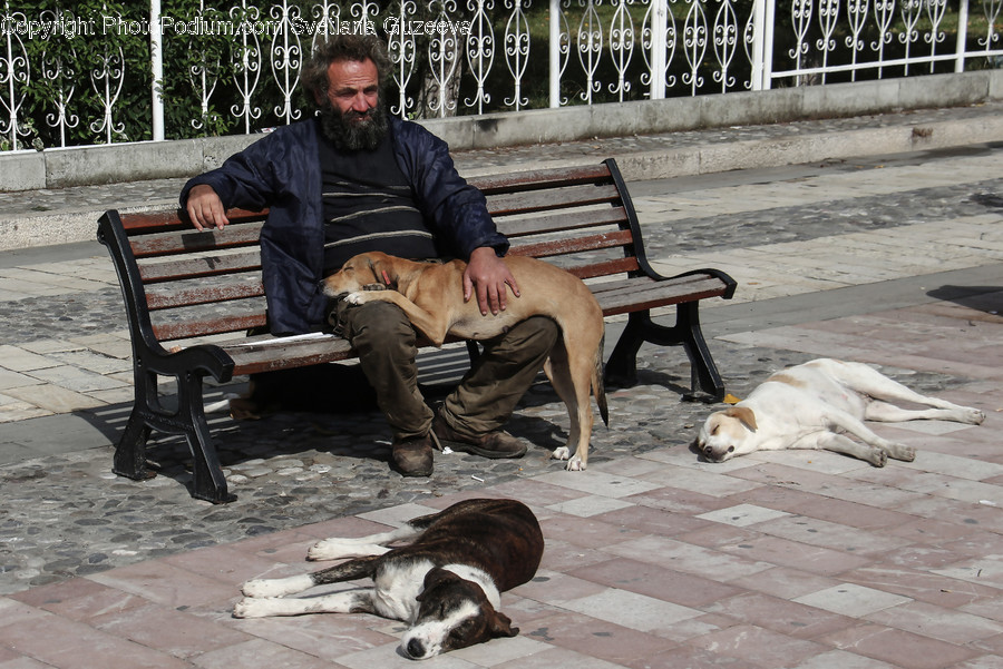 Human, People, Person, Bench, Asleep