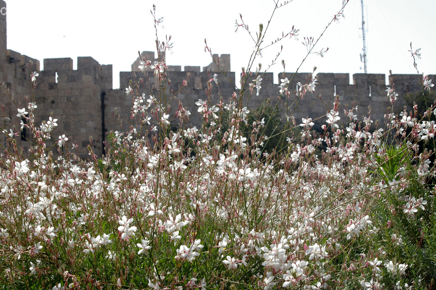 Blossom, Flora, Flower, Plant, Cherry Blossom