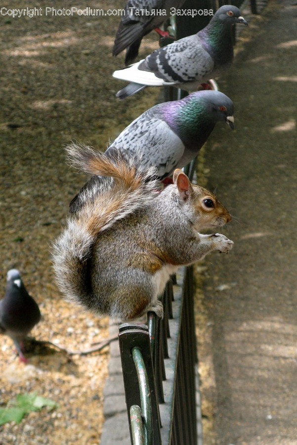 Animal, Bird, Pigeon, Dove, Jay