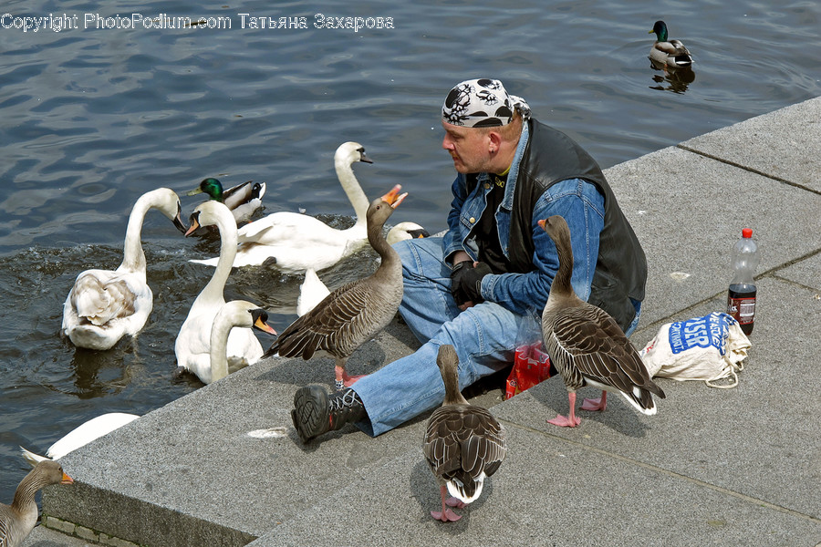Human, People, Person, Animal, Bird