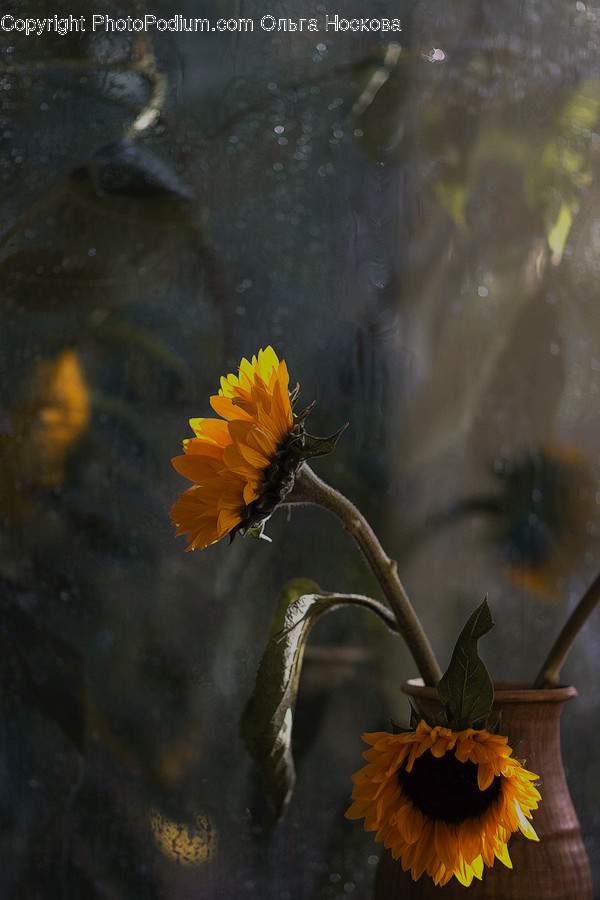 Blossom, Flora, Flower, Plant, Sunflower