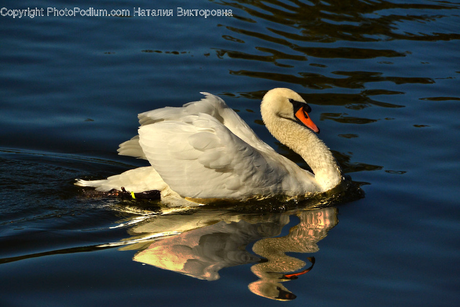 Animal, Bird, Swan, Waterfowl, Beak