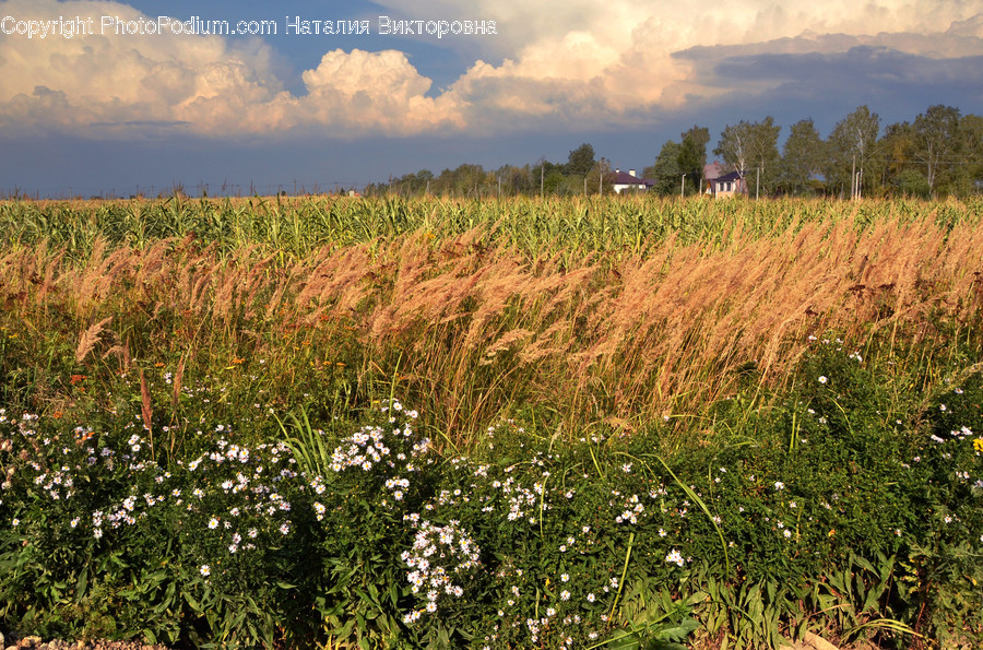 Field, Grassland, Outdoors, Flora, Grass