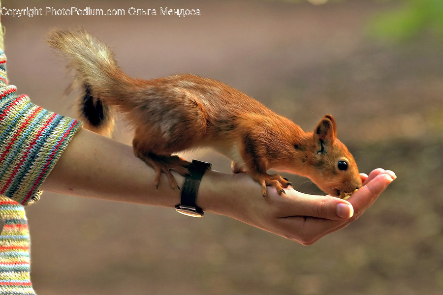 Animal, Mammal, Rodent, Adorable