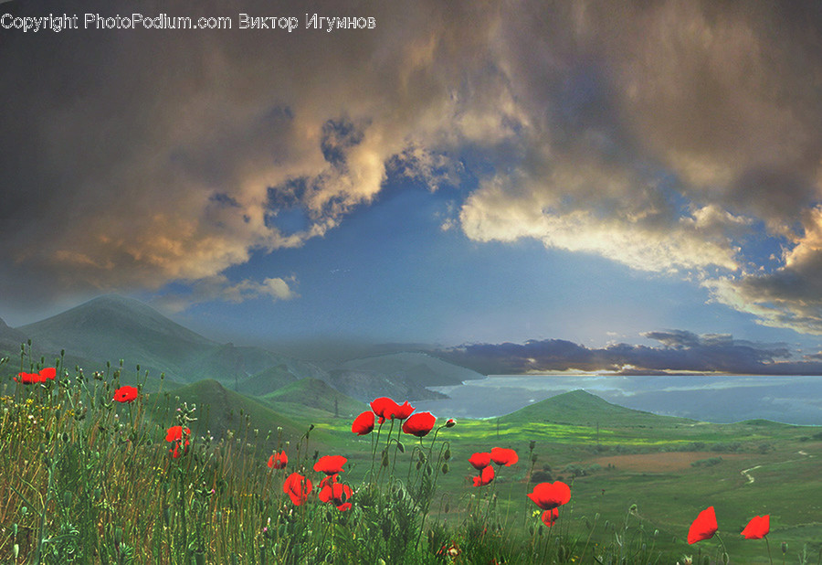 Blossom, Flora, Flower, Plant, Poppy