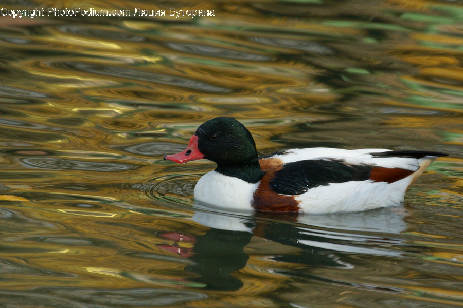 Animal, Bird, Duck, Waterfowl, Water