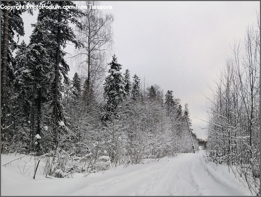 Conifer, Fir, Plant, Tree, Forest, Vegetation, Road