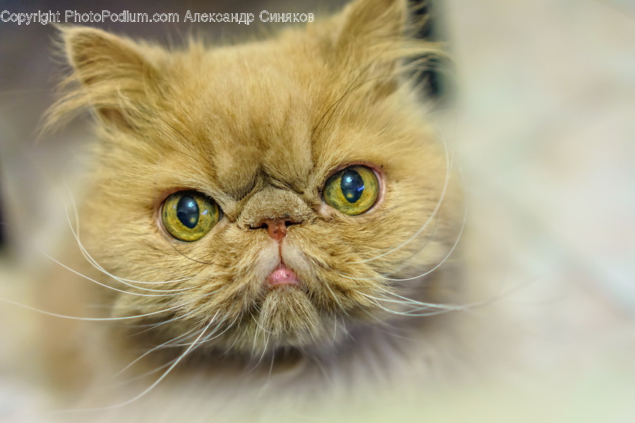 Animal, Pet, Cat, Mammal, Manx