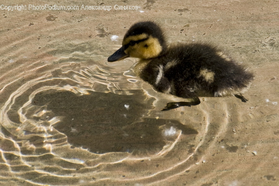 Animal, Bird, Duck, Waterfowl, Outdoors