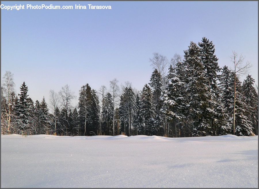 Conifer, Fir, Spruce, Wood, Plant, Tree, Landscape
