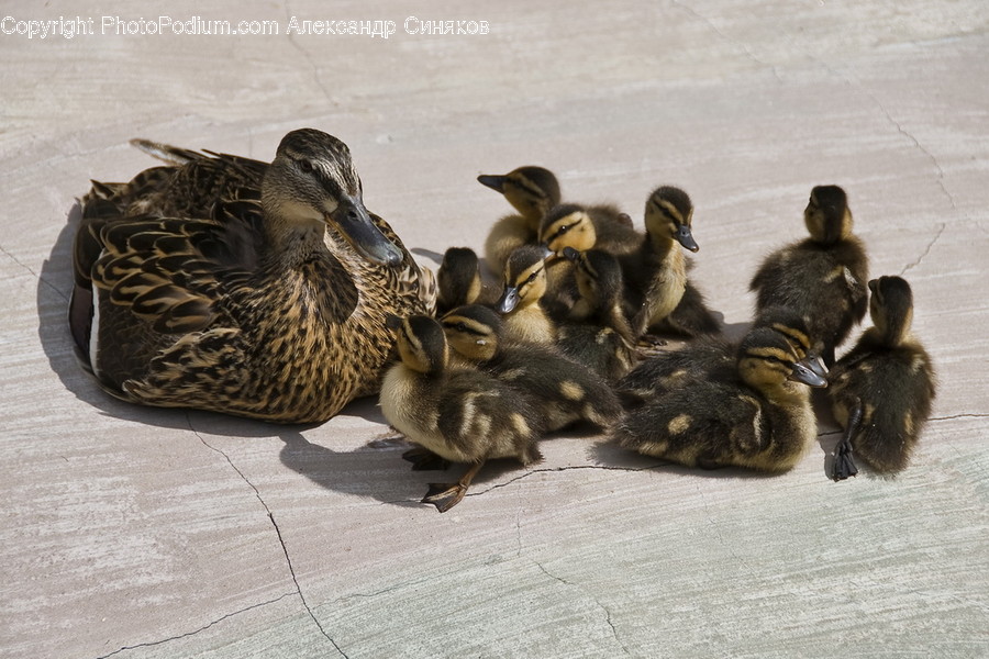 Animal, Bird, Waterfowl, Duck, Quail