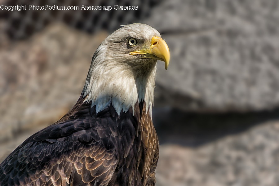 Animal, Bird, Eagle, Bald Eagle, Beak