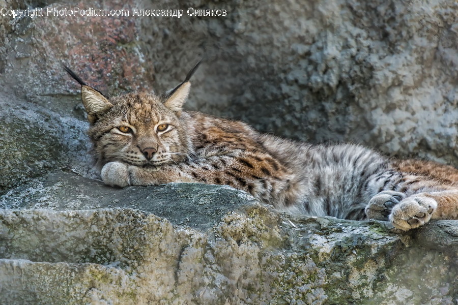 Animal, Lynx, Mammal, Wildlife, Cat