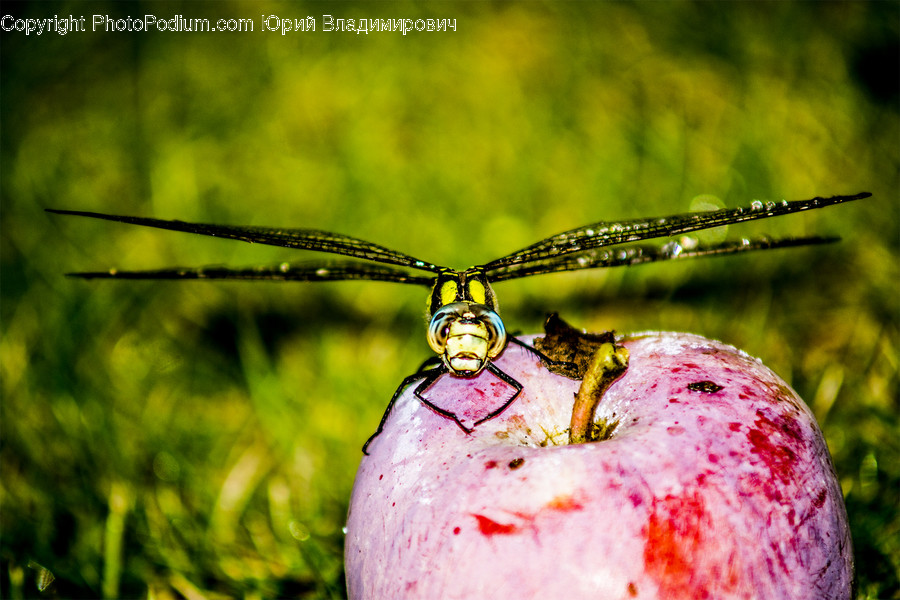 Animal, Anisoptera, Dragonfly, Insect, Invertebrate