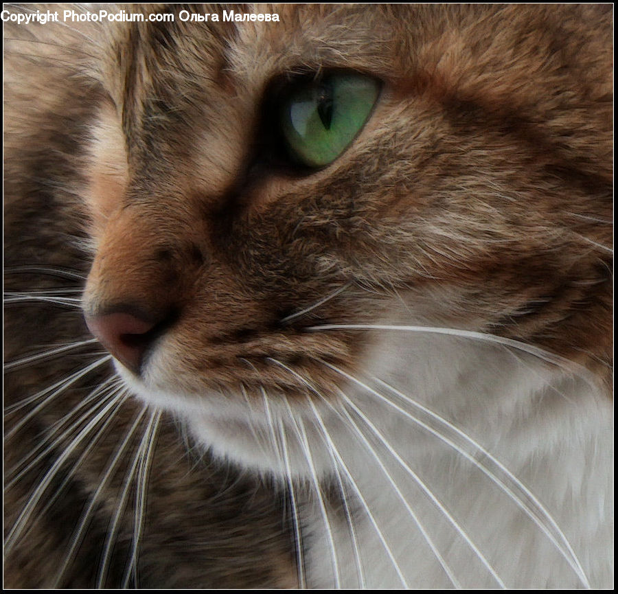 Animal, Cat, Mammal, Manx, Pet, Abyssinian