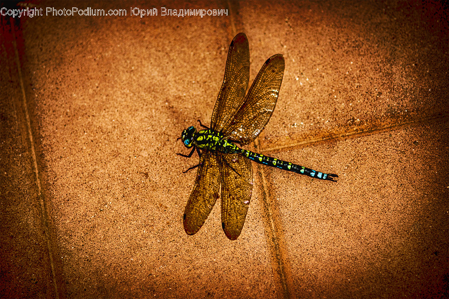 Animal, Anisoptera, Dragonfly, Insect, Invertebrate