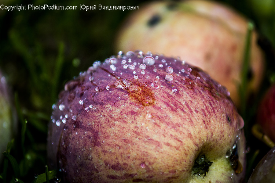 Flora, Food, Plant, Produce, Rutabaga