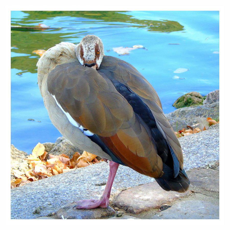 Animal, Beak, Bird, Pelican, Goose