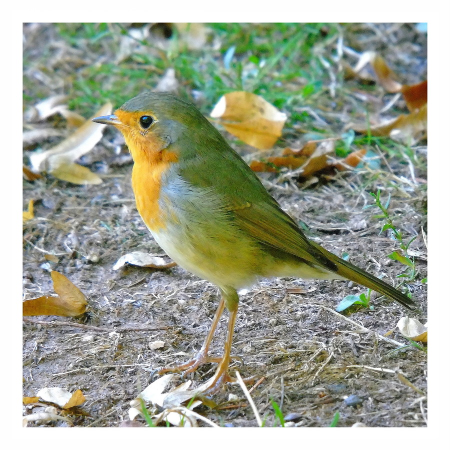 Animal, Bird, Robin, Bee Eater, Canary