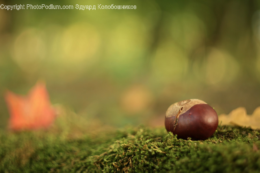 Acorn, Flora, Food, Grain, Nut