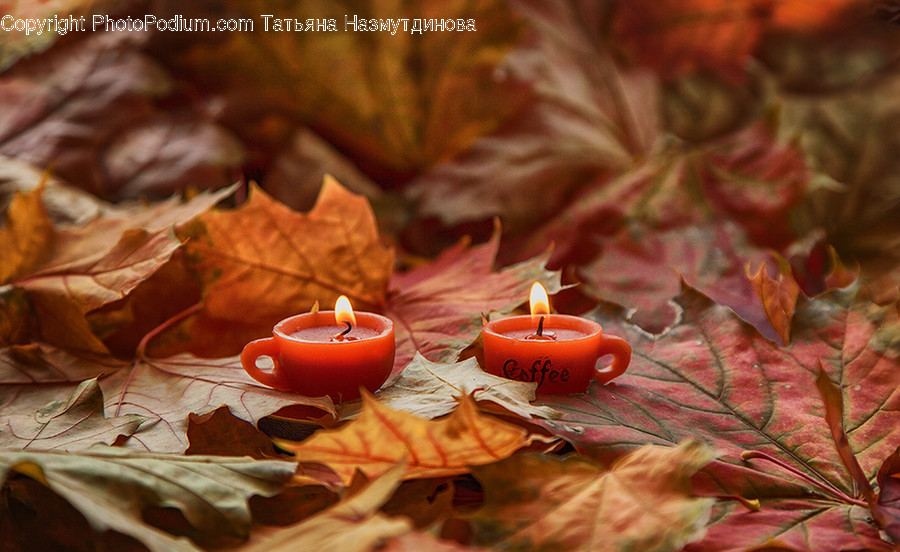 Candle, Fire, Flame, Acorn, Flora