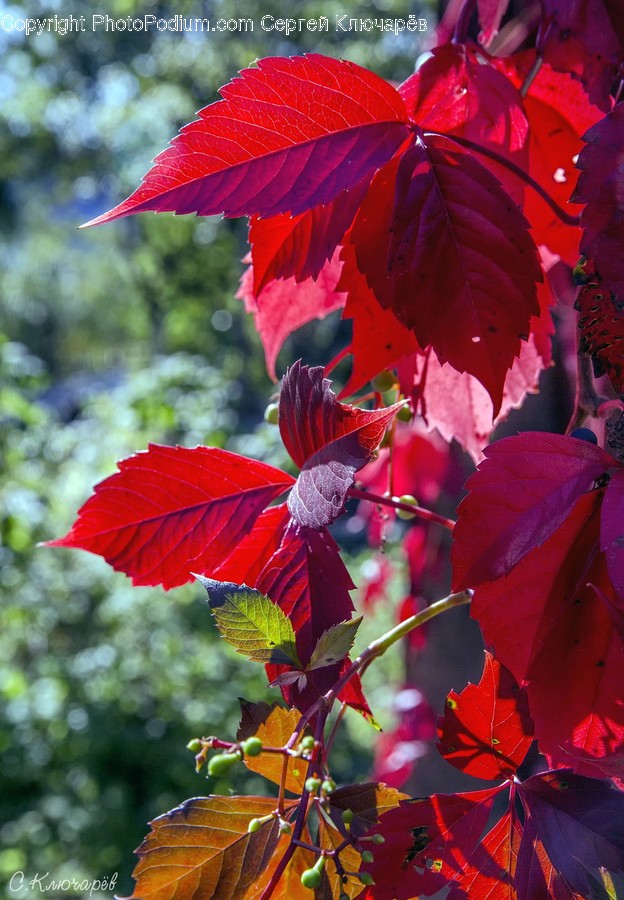 Veins, Blossom, Flora, Flower, Geranium