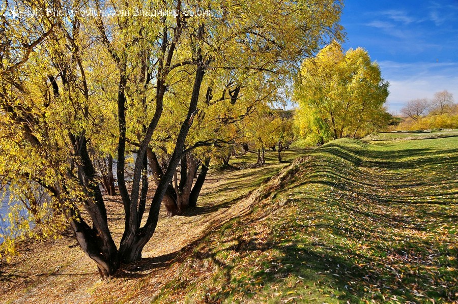 Dirt Road, Gravel, Road, Flora, Grass