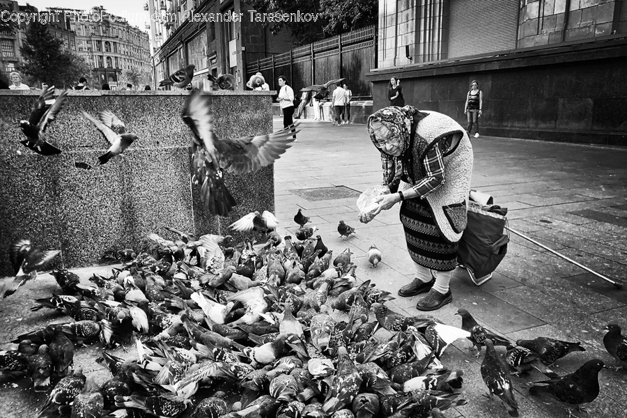 Animal, Bird, Pigeon, Rubble, Crowd