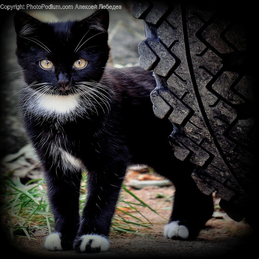 Animal, Black Cat, Cat, Mammal, Pet