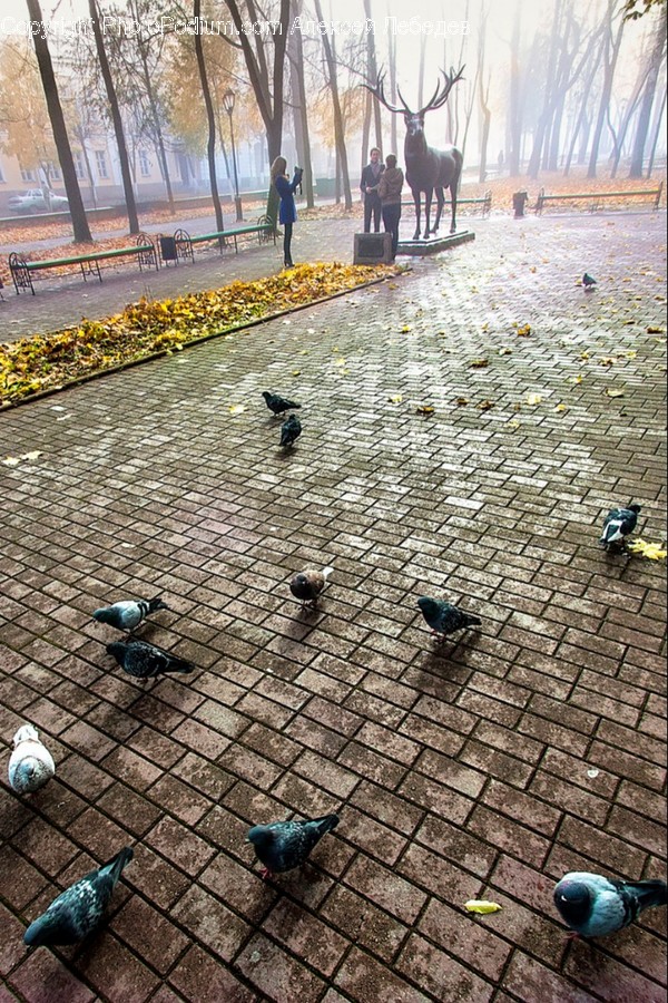 Animal, Bird, Pigeon, Swallow, Dove
