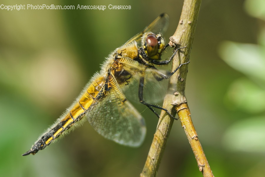 Animal, Anisoptera, Dragonfly, Insect, Invertebrate