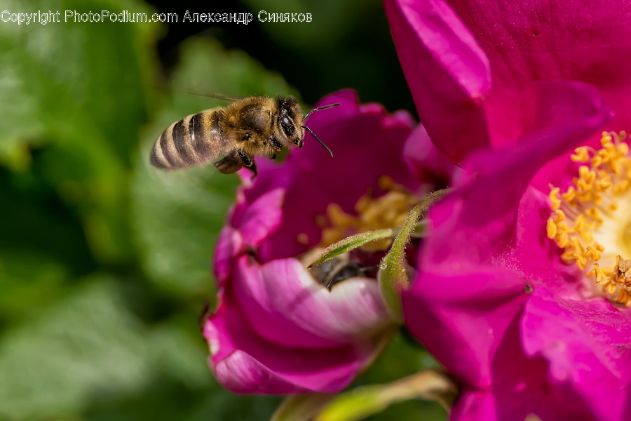 Animal, Bee, Insect, Invertebrate, Flora
