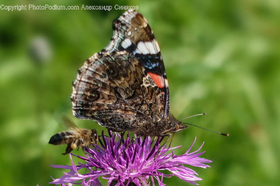 Animal, Butterfly, Insect, Invertebrate, Arachnid