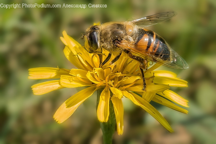 Animal, Bee, Insect, Invertebrate, Apidae