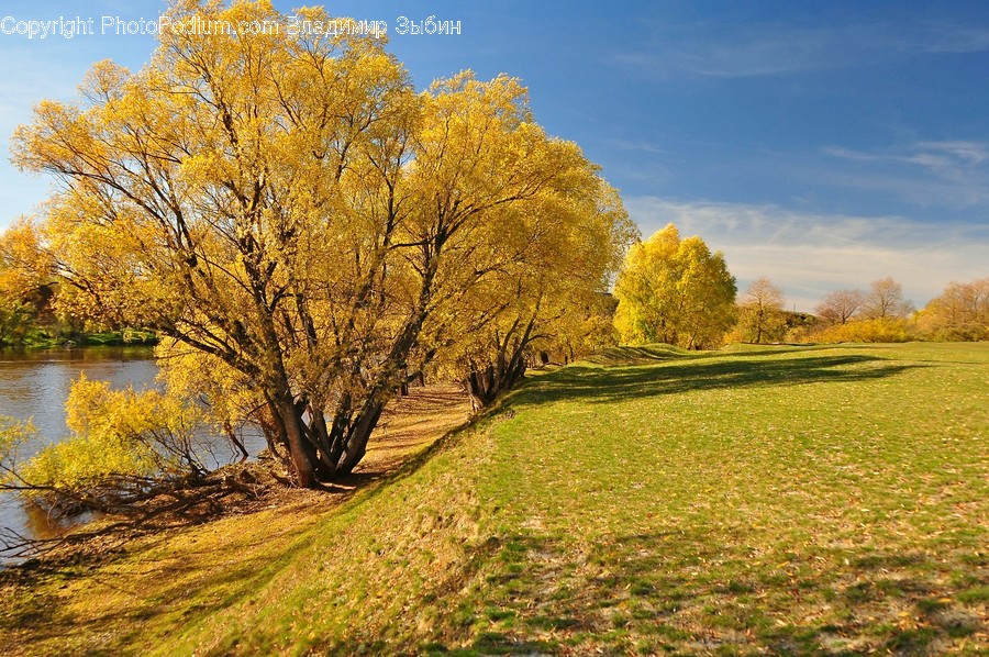 Field, Grassland, Outdoors, Flora, Plant