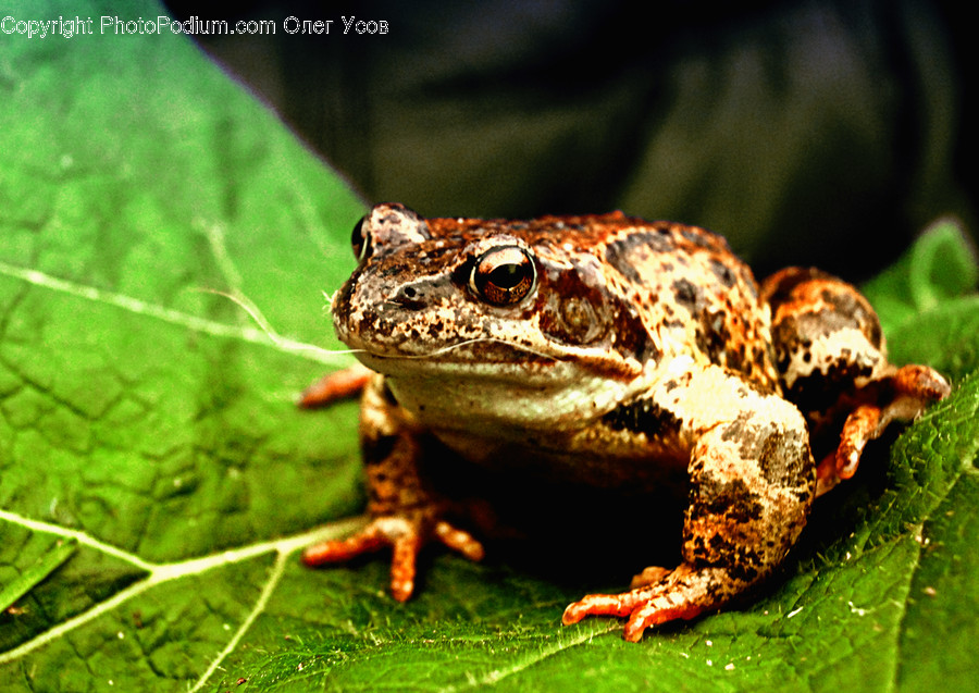Amphibian, Animal, Frog, Wildlife
