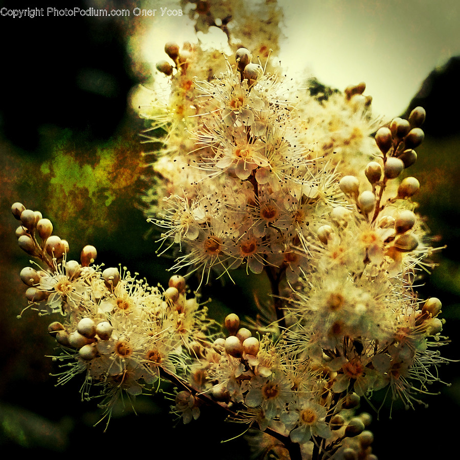 Blossom, Flora, Flower, Plant, Pollen
