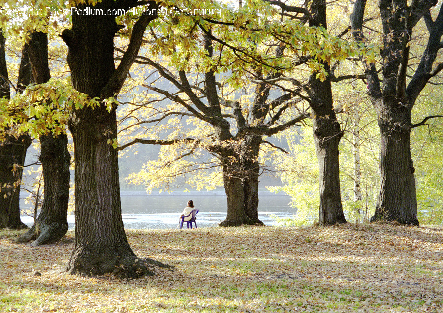 Flora, Oak, Plant, Tree, Sycamore
