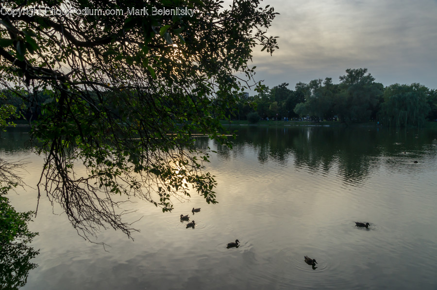Outdoors, Pond, Water, Ripple, Flora