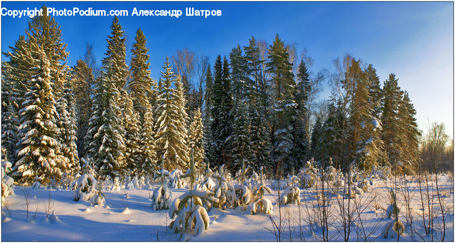 Ice, Outdoors, Snow, Conifer, Fir, Plant, Tree