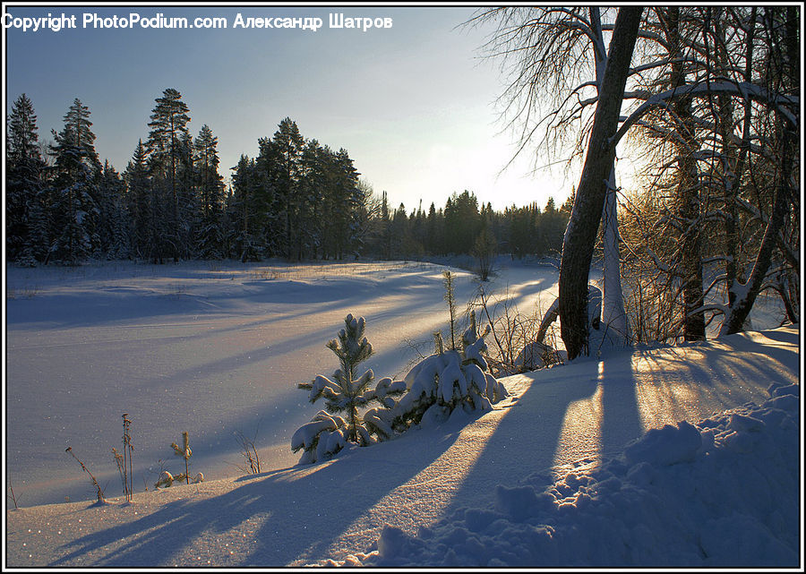 Outdoors, Sand, Soil, Landscape, Nature, Scenery, Conifer
