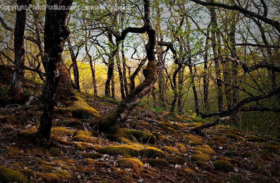 Flora, Forest, Land, Nature, Outdoors