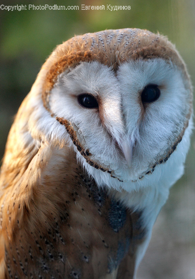Animal, Bird, Owl, Beak, Buzzard